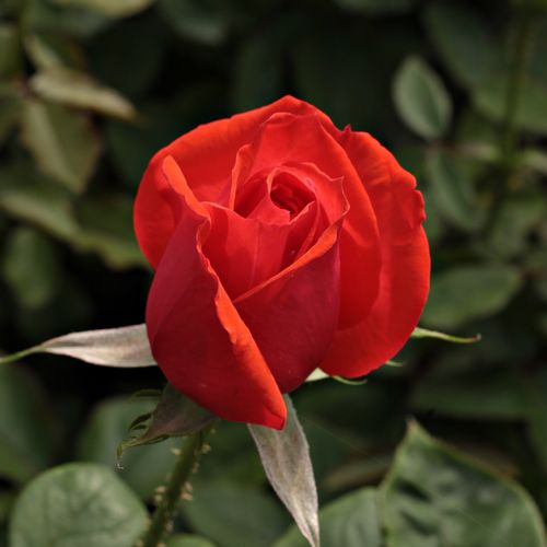 Rosa Ondella™ - naranja - Árbol de Rosas Híbrido de Té - rosal de pie alto- forma de corona de tallo recto